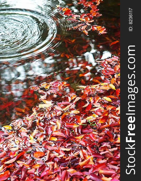 Red leaves in water,in autumn