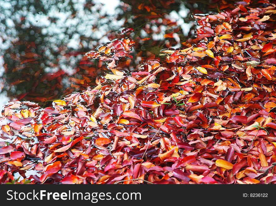 Red leaves in water,in autumn