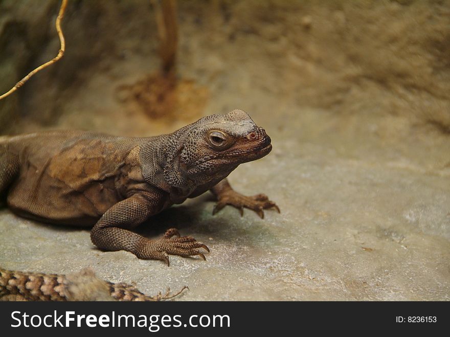 Chuckwallas (less commonly chuckawallas) are large lizards found primarily in arid regions of the southwestern United States and northern Mexico. Some are found on coastal islands. There are five species of chuckwalla, all within the genus Sauromalus; they are part of the iguanid family, Iguanidae.