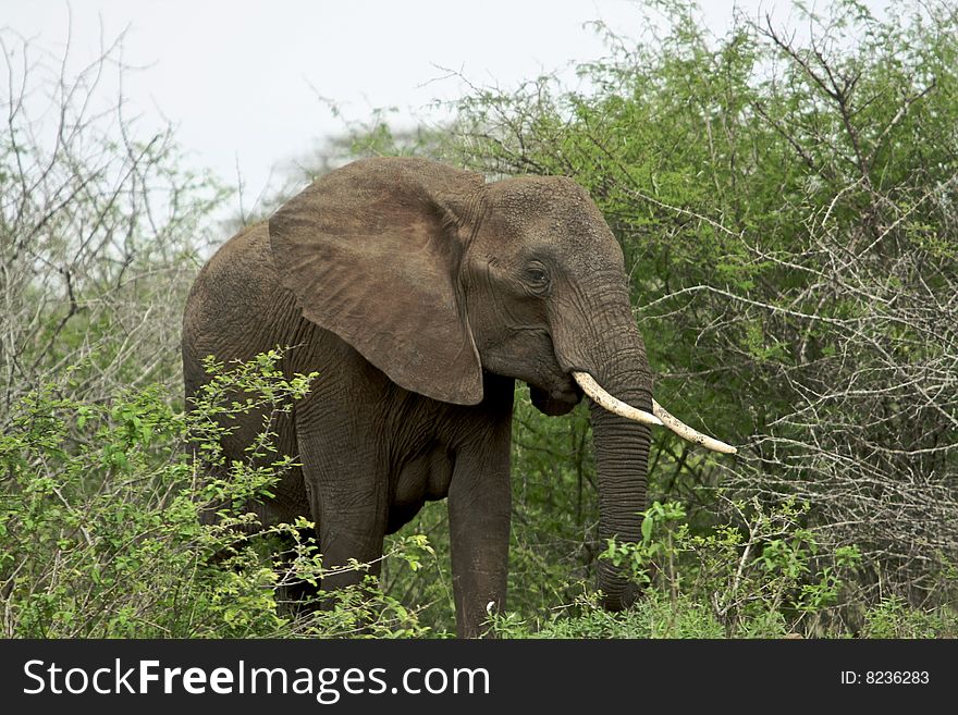 African Elephant Taken In The Kruger National Park November 2008.