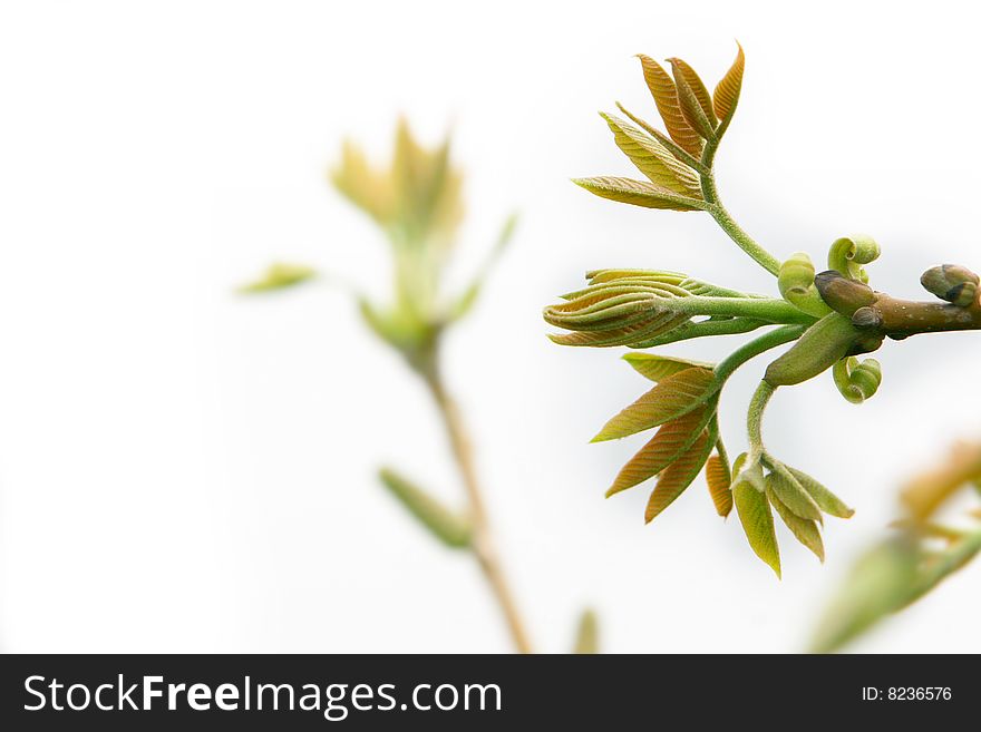 Close up of spring leaves over white