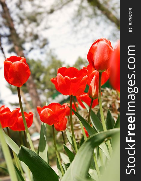 Close up of red tulips