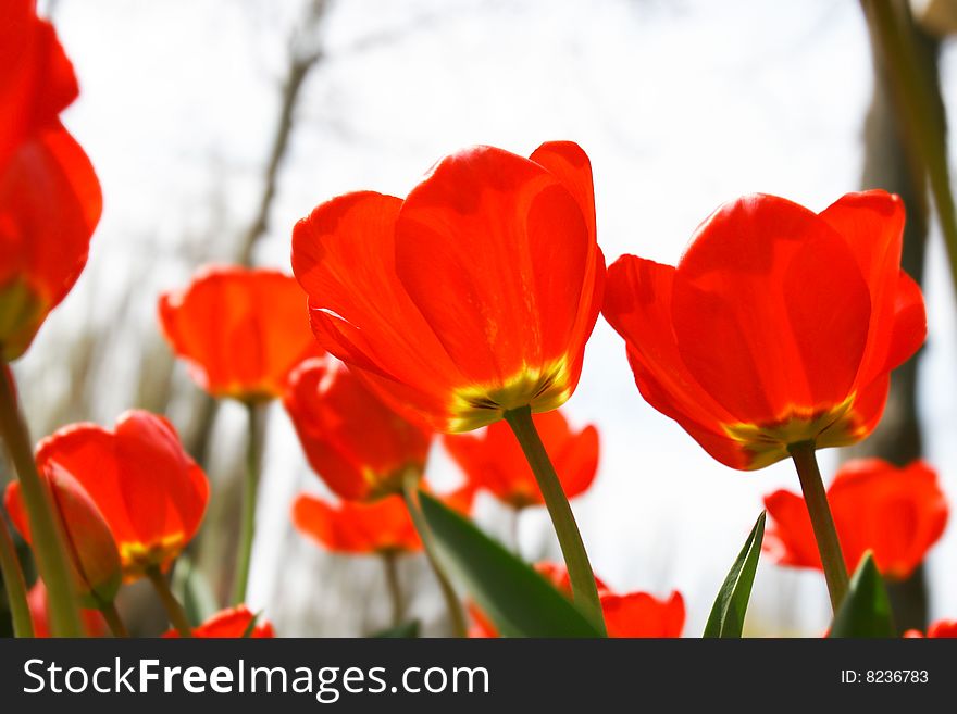 Close up of red tulips