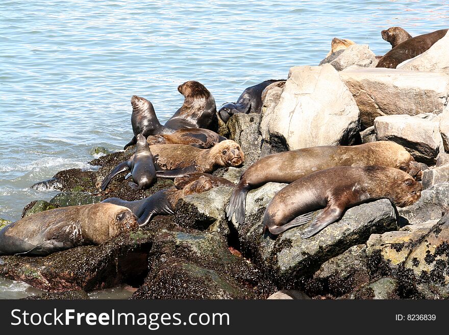 Sea lions resting on stony San Antonio coast
