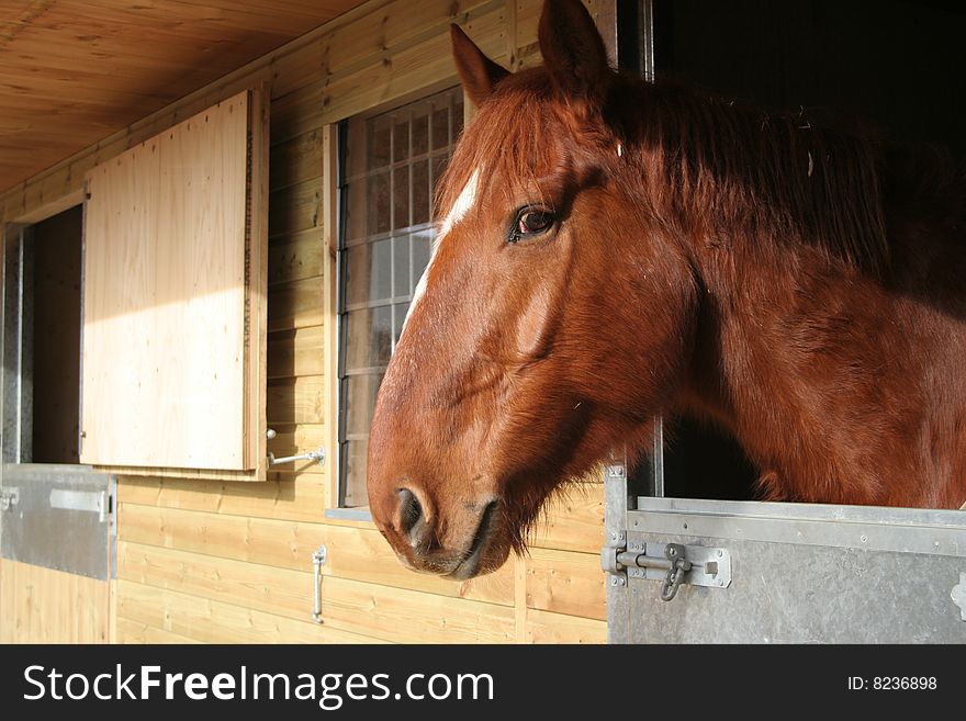 Large horse looking out from a stable. Large horse looking out from a stable