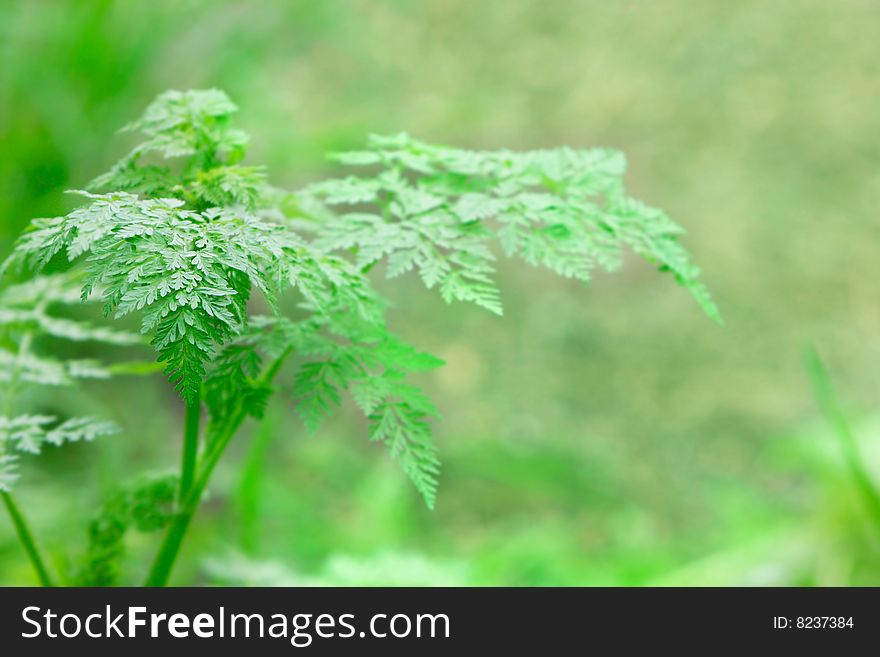 Close up of fern in nature