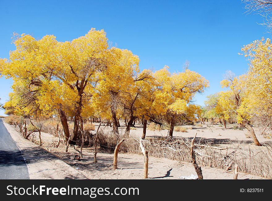 Diversifolious Poplar