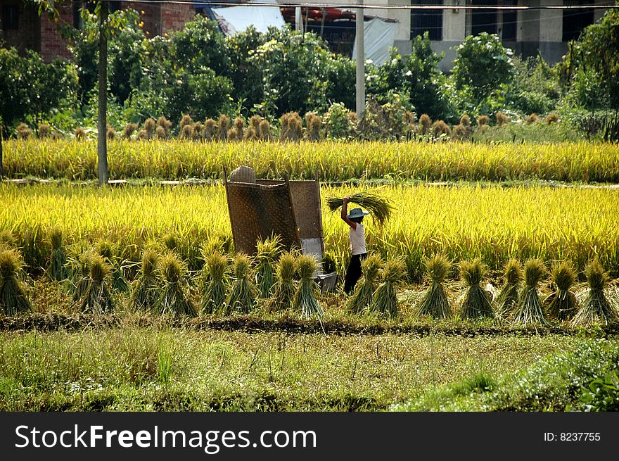 Rice growing in China near Dazu. Rice growing in China near Dazu