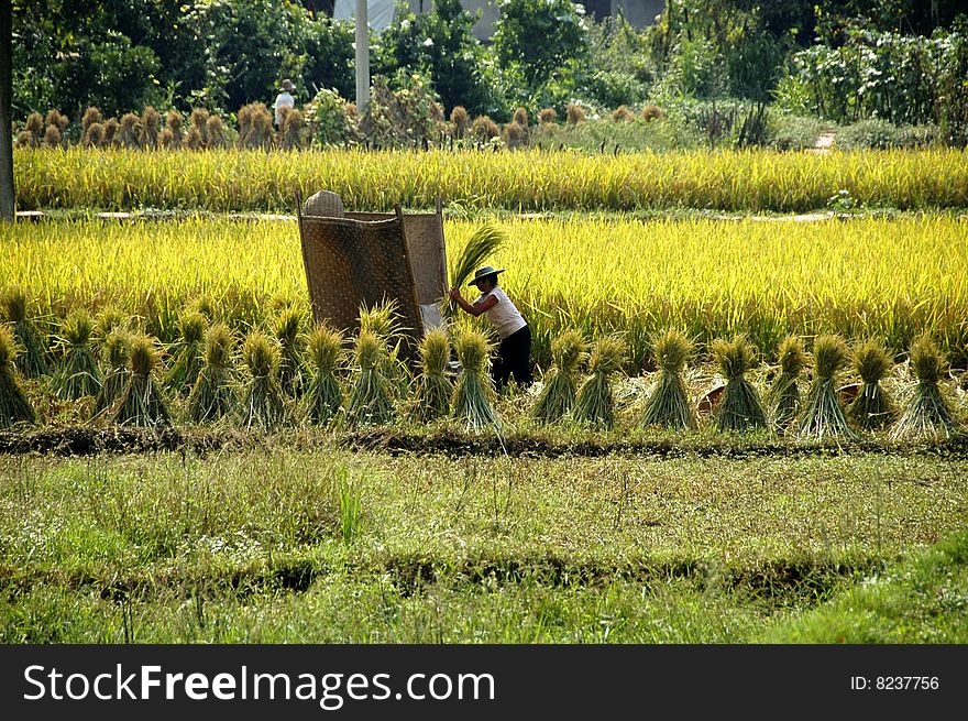 Rice growing in China near Dazu. Rice growing in China near Dazu