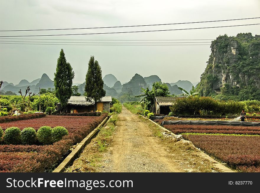 Farming at Guilin, China with hills as background. Farming at Guilin, China with hills as background