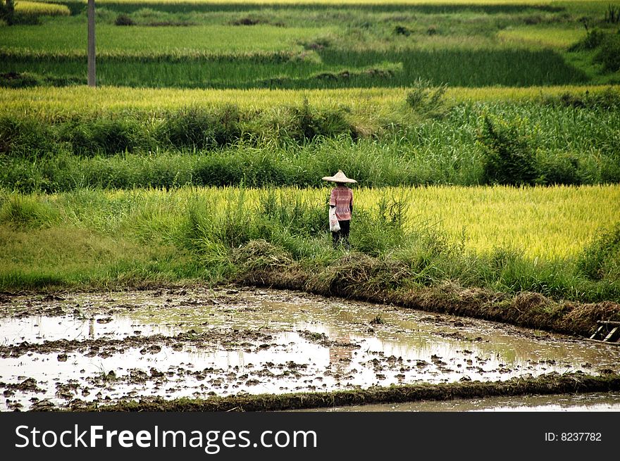 Farmers in the rice fields at Guilin, China