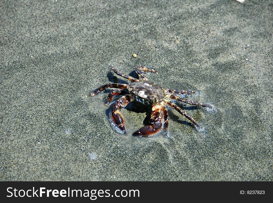 Crab walking in the sand on the shore
