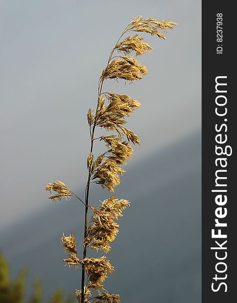 Grass with dried flowers in the wind