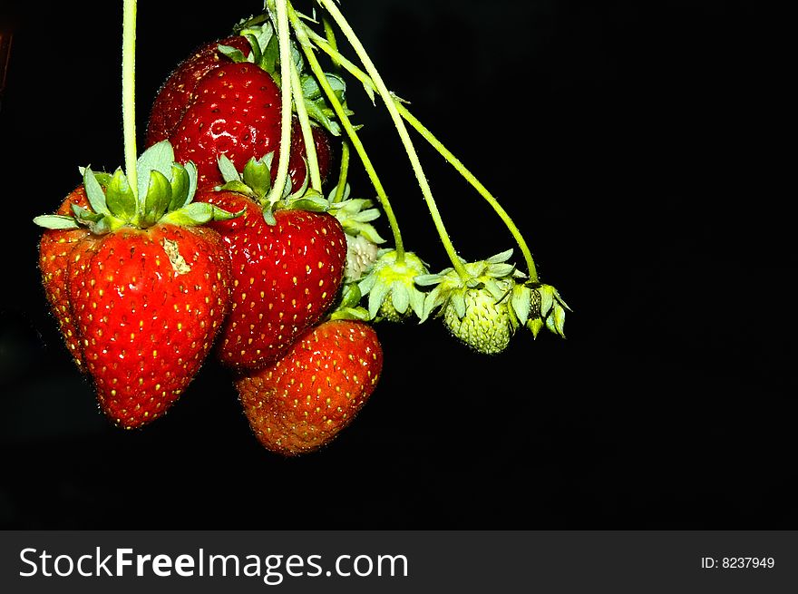 Strawberries against a black background