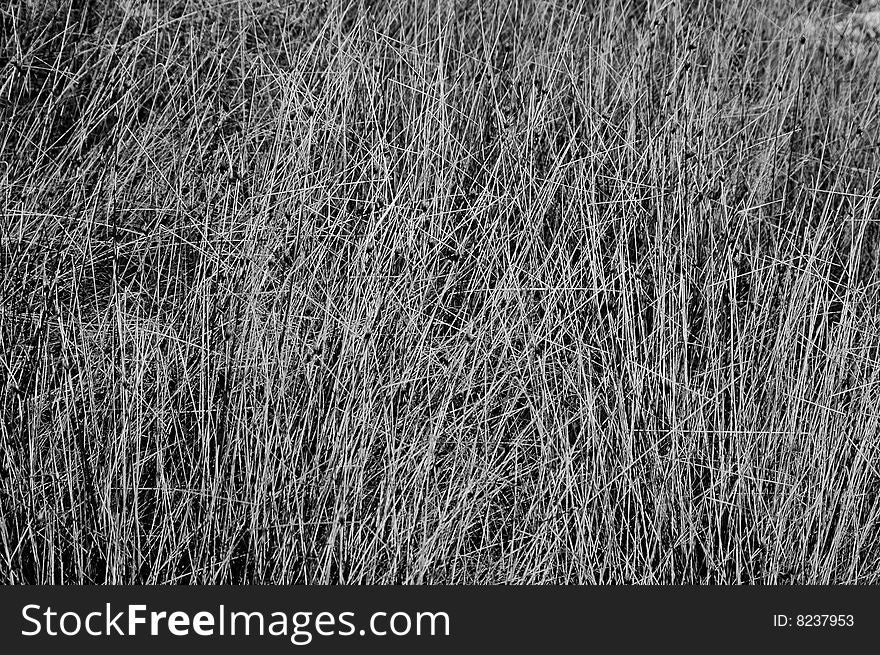 Black and white texture out of grass