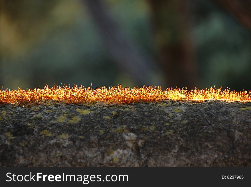 Line of grass enlightened by sun