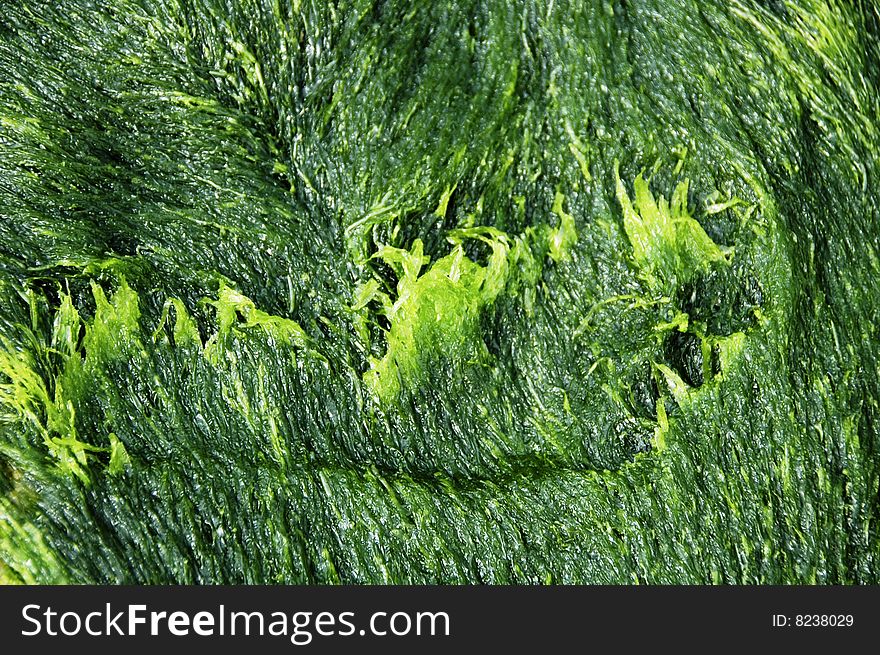 Green background out of a wet musk surface