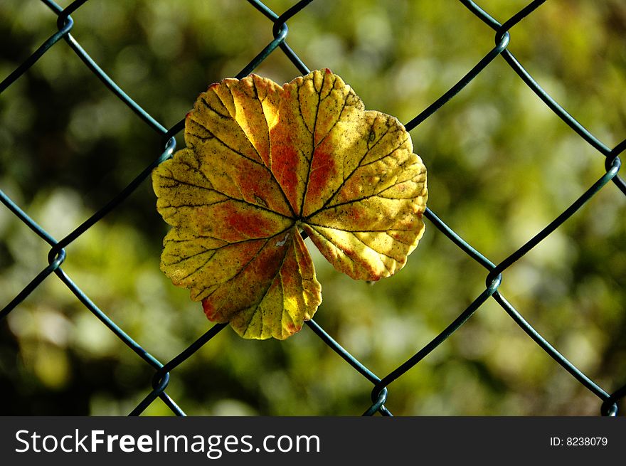Leaf and net as fence