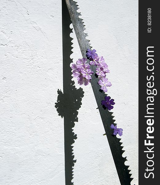 Concept: flowers, blade and shadow over a white wall. Concept: flowers, blade and shadow over a white wall