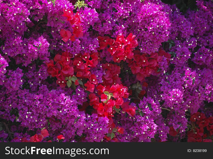 Background of blossoming bouganvillea flowers