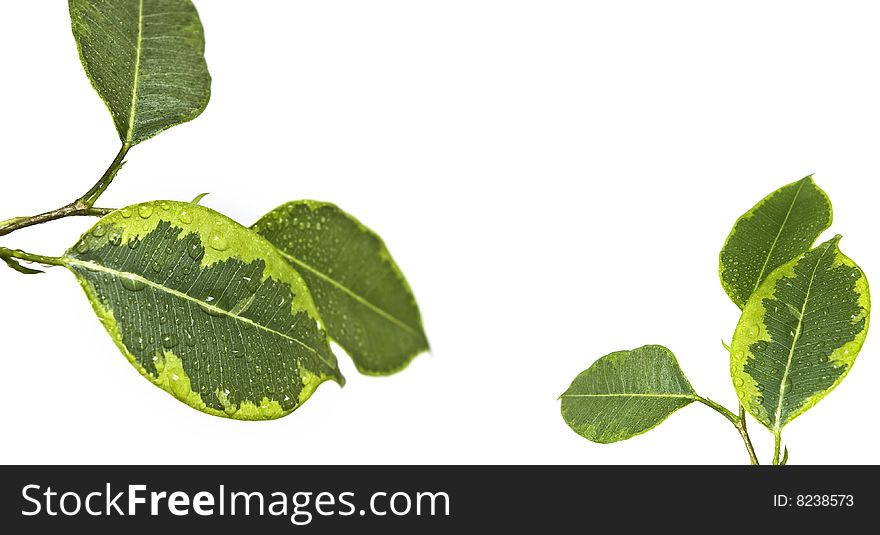 Ficus leaf  isolatedon a white background. Ficus leaf  isolatedon a white background