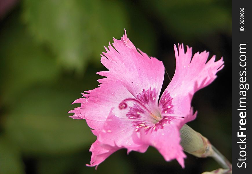 Cheddar Pinks (Dianthus gratianopolitanus) - Carnation be grown as decorative plant, but it grows in natural environment also. Cheddar Pinks (Dianthus gratianopolitanus) - Carnation be grown as decorative plant, but it grows in natural environment also.