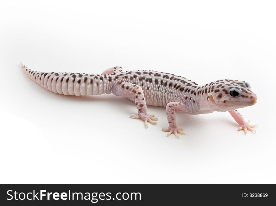 Leopard Gecko isolated on a white background