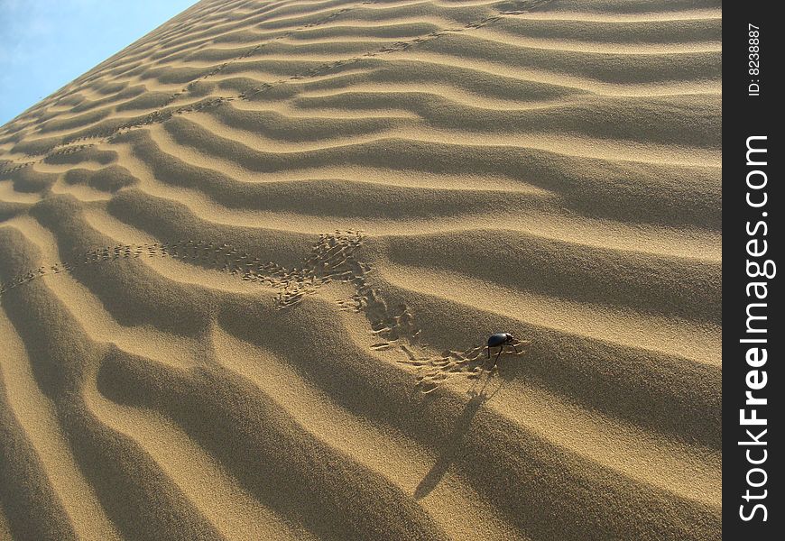 A little insect leaving a trail while crawling on a desert sand dune. A little insect leaving a trail while crawling on a desert sand dune.