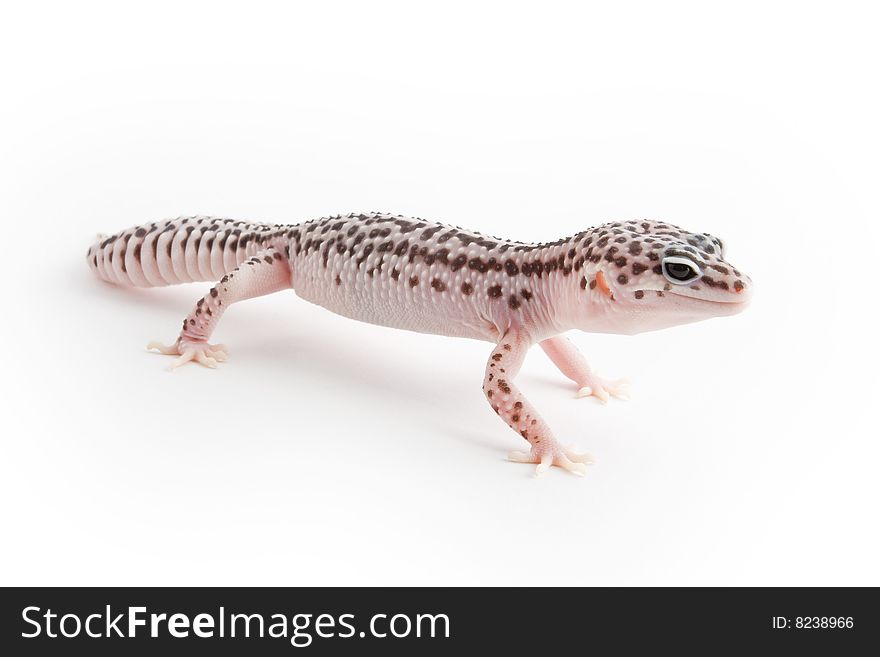 Leopard Gecko isolated on a white background