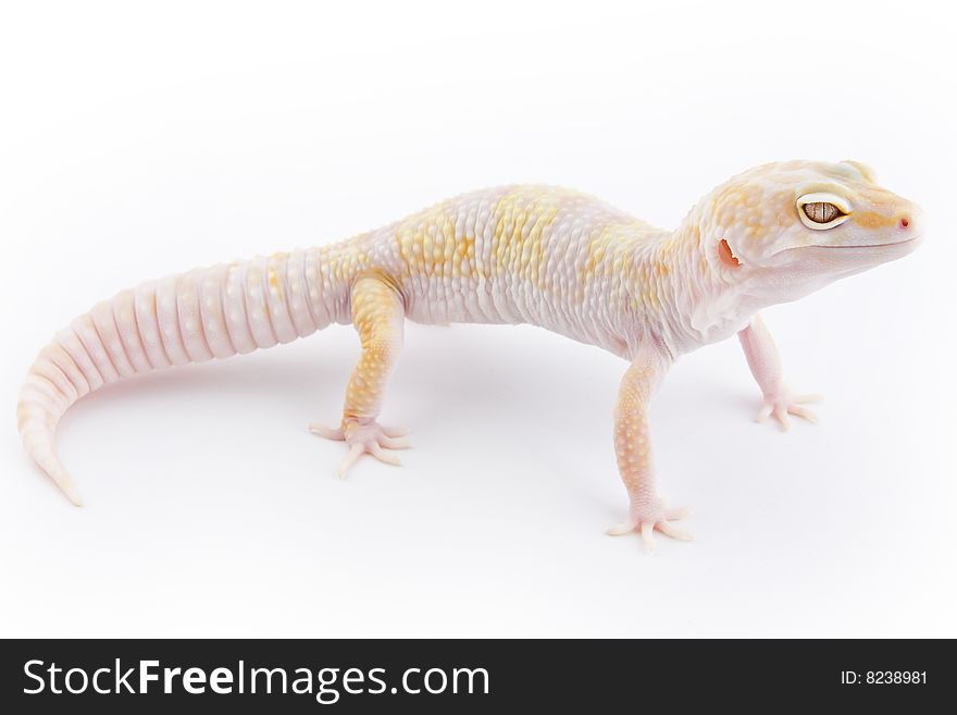 Leopard Gecko isolated on a white background