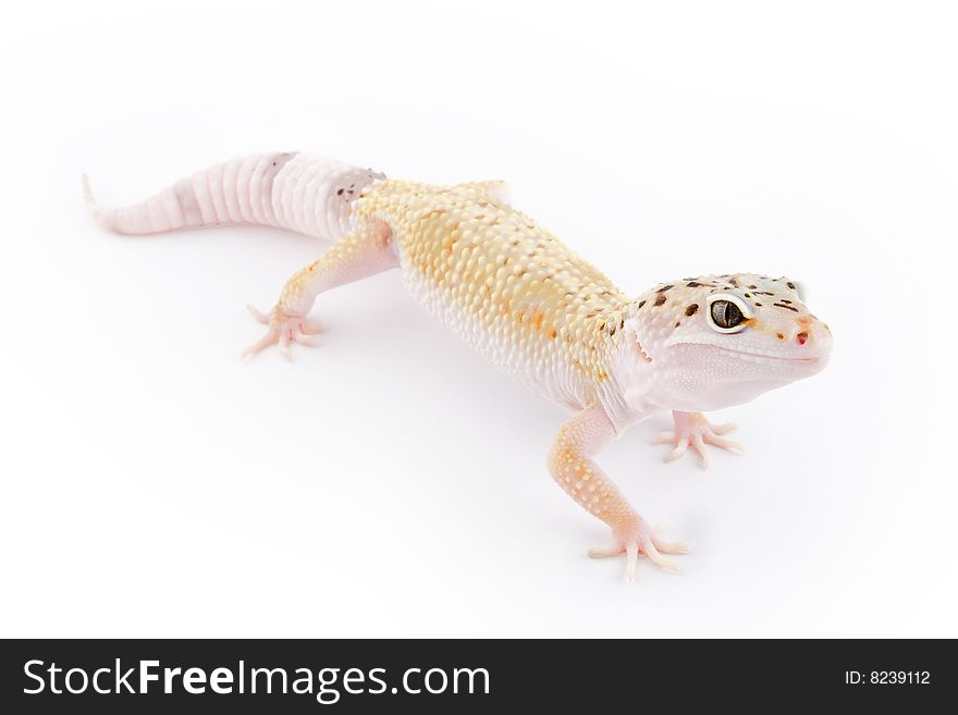 Leopard Gecko isolated on a white background