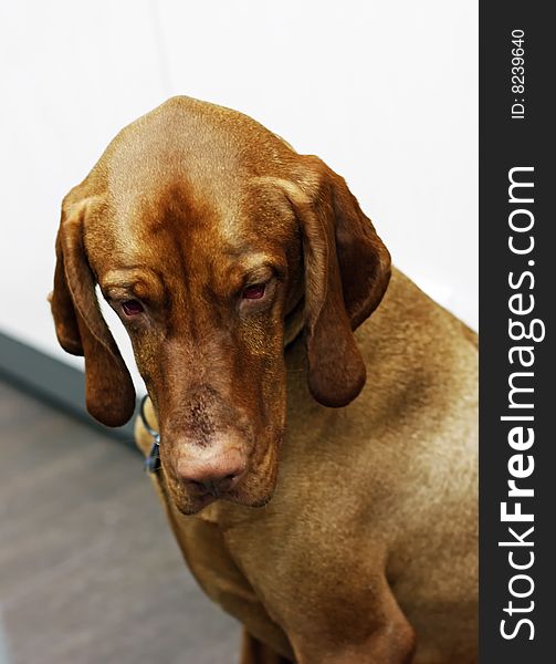 This is an image of a mature Vizsla
