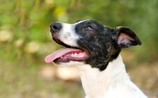 Happy Dog Tongue Royalty Free Stock Images