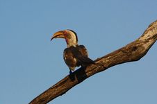 Southern Yellow-billed Hornbill Stock Images