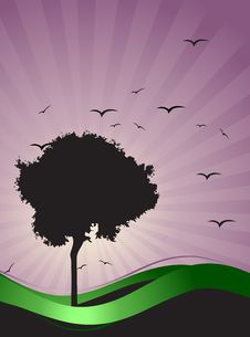 Old Tree Silhouette, Season Background Stock Image