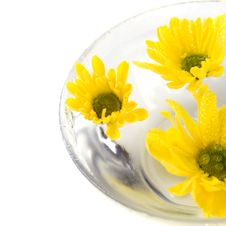Yellow Flowers Stock Photography Yellow Flowers Stock Photography