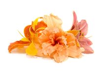 Composition From Lilies Stock Image Composition From Lilies Stock Image