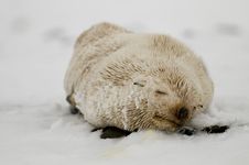 Blond Fur Seal Stock Photography Blond Fur Seal Stock Photography
