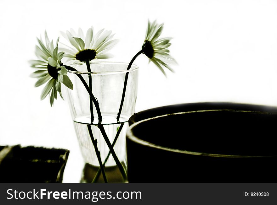A glass full of daisies with strong backlight and shallow depth of field. A glass full of daisies with strong backlight and shallow depth of field