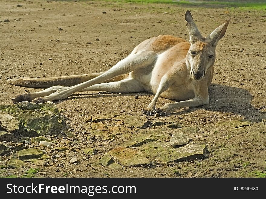 Recumbent kangaroo on steppe-portrait