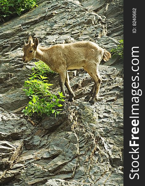 Suckling ibex /Capra caucasica/ on the rock.