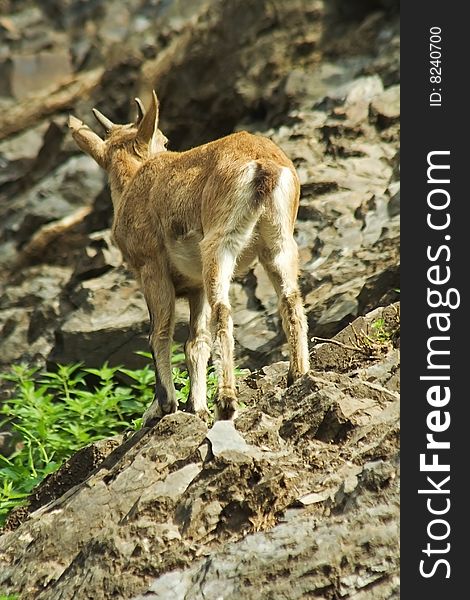 Suckling ibex /Capra caucasica/ on the rock.