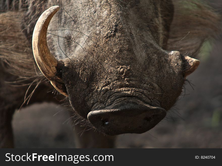 The warthog or common warthog (Phacochoerus africanus, African Lens-Pig) is a wild member of the pig family that lives in Africa. The warthog or common warthog (Phacochoerus africanus, African Lens-Pig) is a wild member of the pig family that lives in Africa.