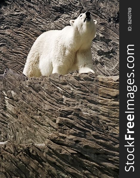 White bear erect on rock