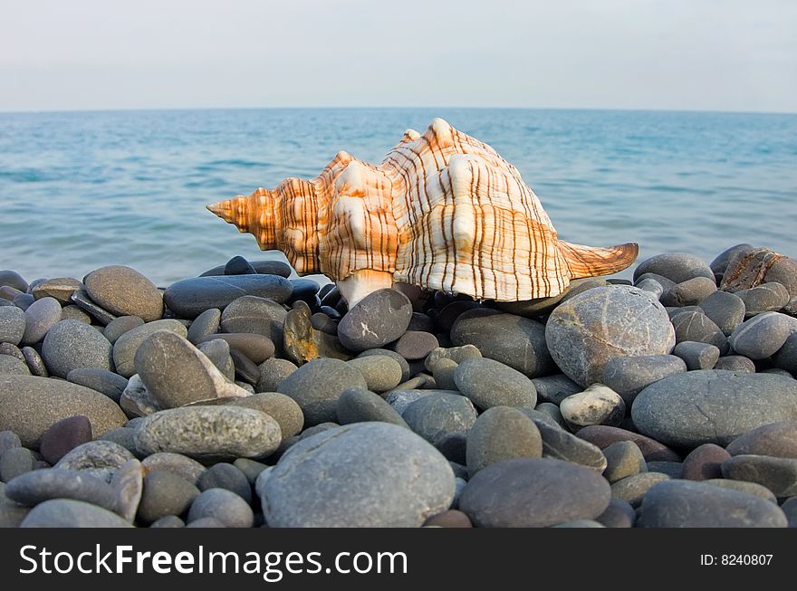 Sea shell on a background of the sea