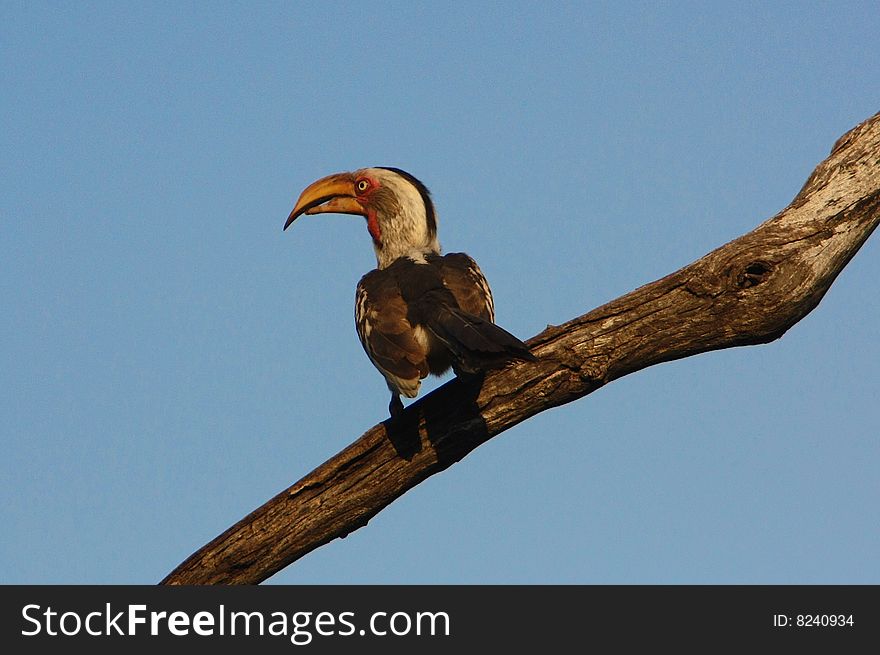 The Southern Yellow-billed Hornbill, Tockus leucomelas, is a Hornbill found in southern Africa. It is a medium sized bird, with length between 48 to 60 cm, characterized by a long yellow beak with a casque (casque reduced in the female). The skin around the eyes and in the malar stripe is pinkish. The related Eastern Yellow-billed Hornbill from north-eastern Africa has blackish skin around the eyes.