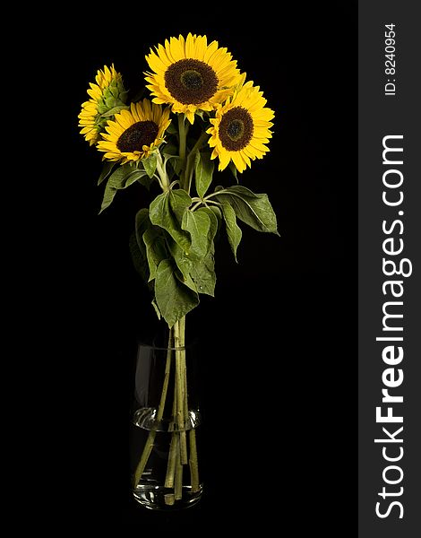 Bouquet of sunflowers against a black background.