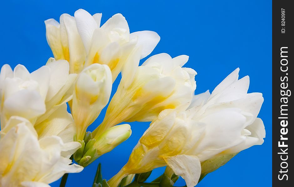 White flowers on a blue background. White flowers on a blue background