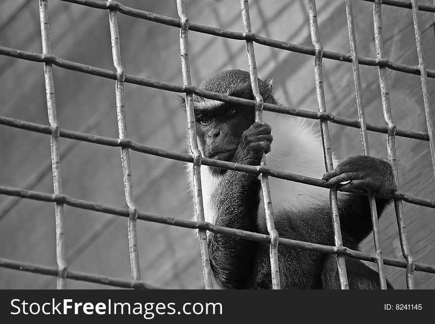 Captivity, reaching out for freedom. Captivity, reaching out for freedom.