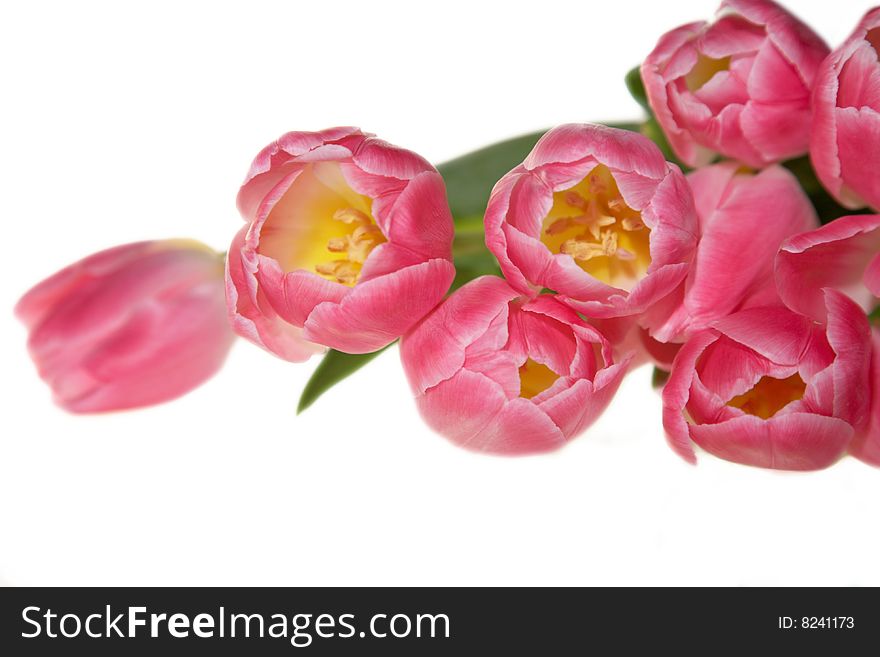 Spring pink Tulips isolated on white background. Spring pink Tulips isolated on white background